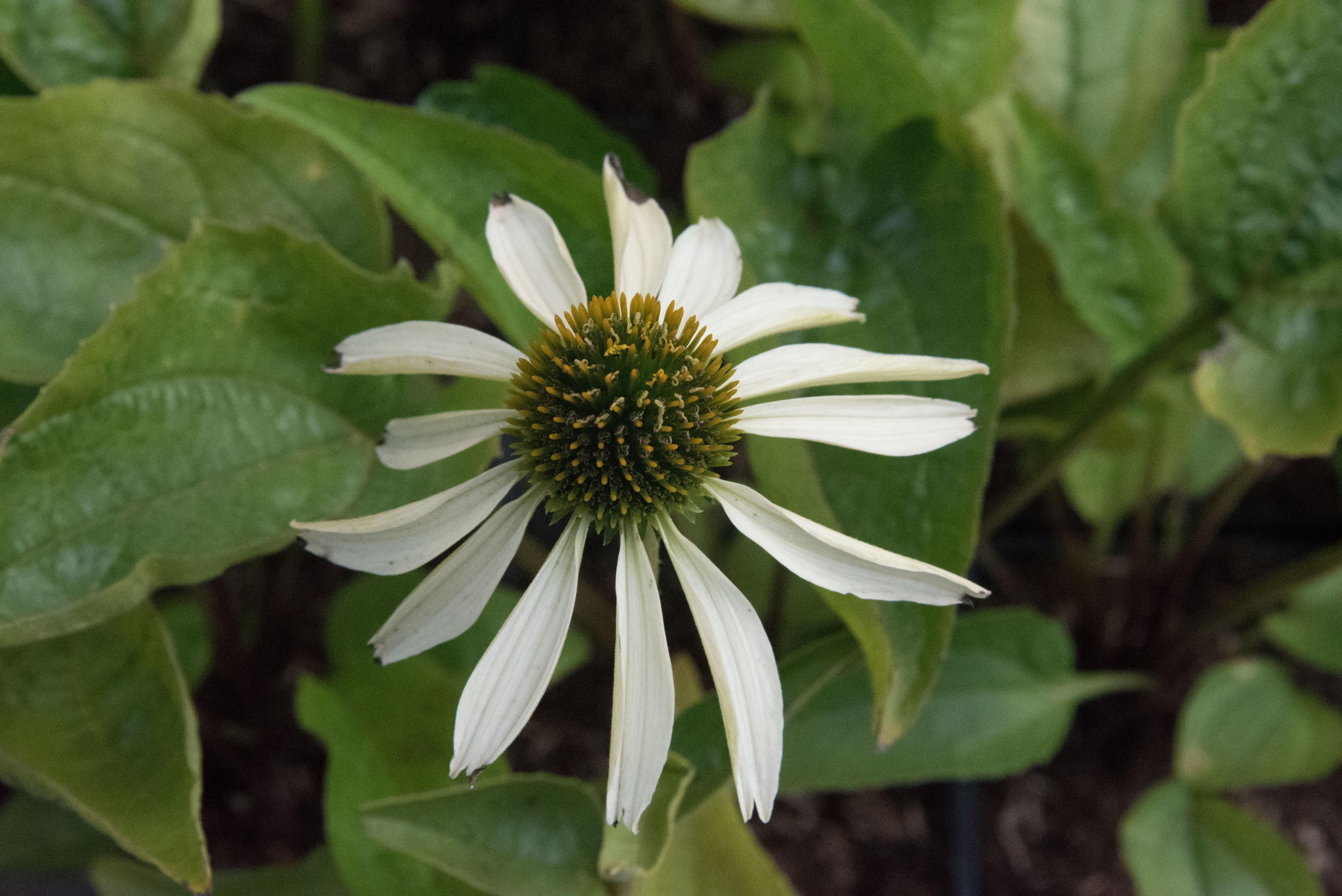 Echinacea purpurea 'White Swan'Zonnehoed bestellen